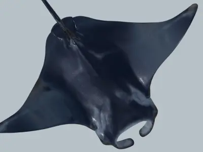 Manta ray rigged and animated for Cinema 4d Low-poly 3D model
