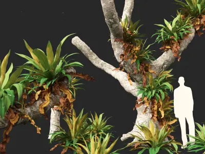 Asplenium nidus - Birds Nest Fern 3D model