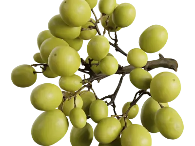  Green Grapes Model 