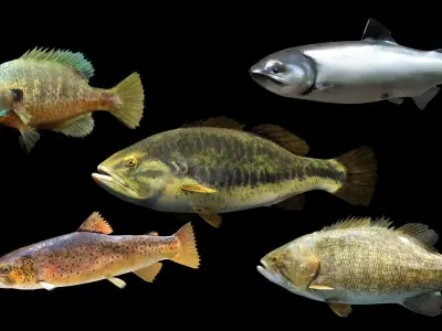 PBR Freshwater Fish Collection Low-poly 3D model