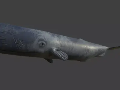 Sperm Whale Low-poly 3D model