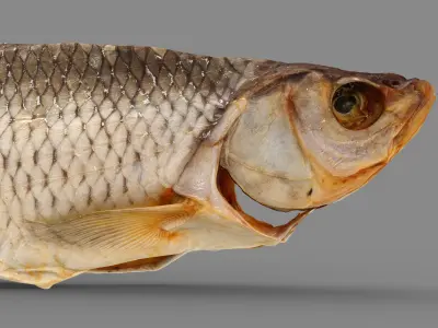 Chub dry fish Low-poly 3D model
