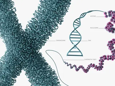 Chromosome Chromatin 3D model