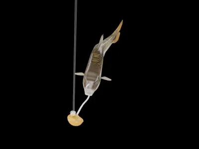 RedTail Chub 3D model