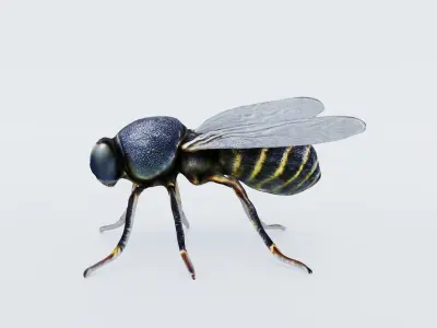 Fly Animal Free 3D model purchase