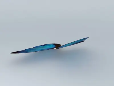 The Blue Mortho Butterfly Free 3D model
