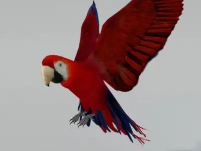 Red Macaw Low-poly 3D model