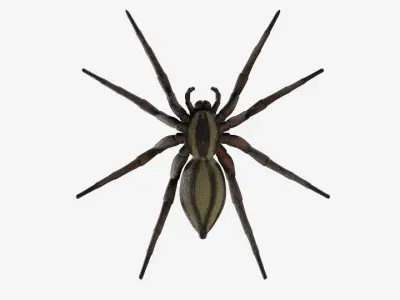 Wolf Spider Low-poly 3D model