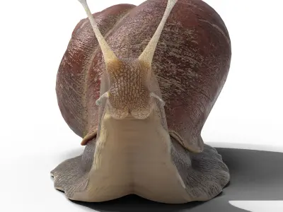 Garden snail Low-poly 3D model