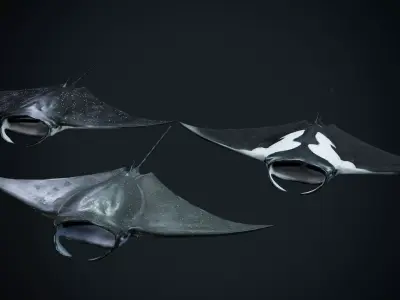 Manta Rays Low-poly 3D model