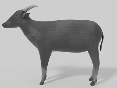 3D Anoa Model goat Low-poly 3D model