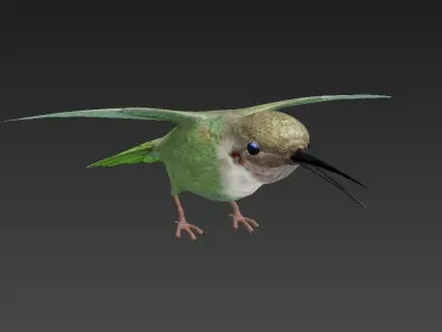 Trochilidae hummingbird Low-poly 3D model