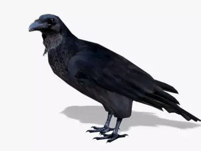 Raven Low-poly 3D model