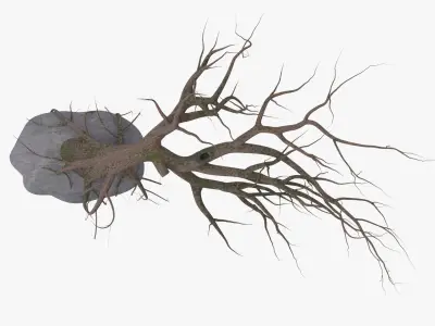 Old Tree 3D model purchase