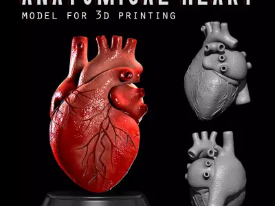  Anatomical Human Heart - For Commercial Use 3D print model