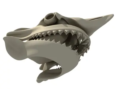 Great White Shark Skull 22 3D model