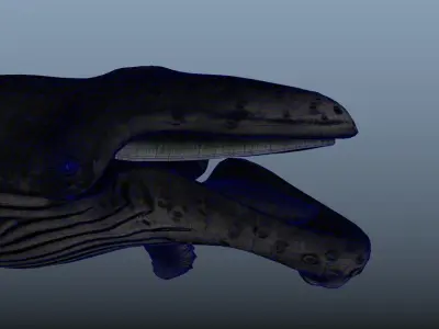 Humpback Whale Animated Low-poly 3D model