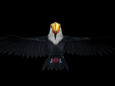 Ramphastos toco 3D model
