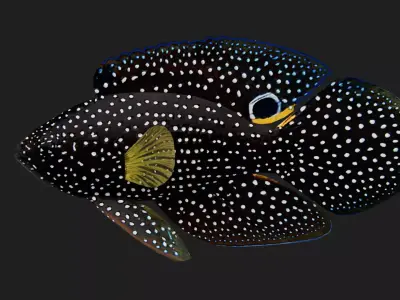 Plesiops Low-poly 3D model