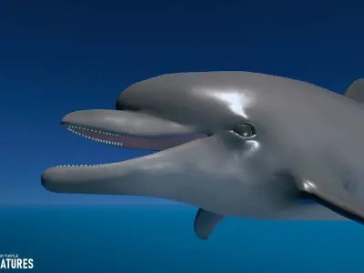 Sea Creatures - Shark dolphin stingray and turtle 3D model