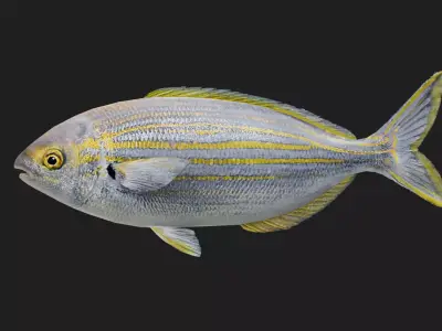 Porgy Low-poly 3D model