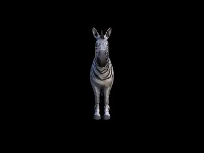  3d Mode The Zebra Is A Stunning Herbivore 3D model