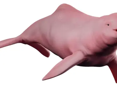 Pink Dolphin Inia Geoffrensis Boto cor de rosa Free 3D model