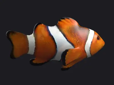 Clownfish Anemonefish Ocellaris fish aquarium tropical sea 3D model