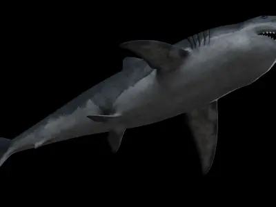 White Shark Low-poly 3D model