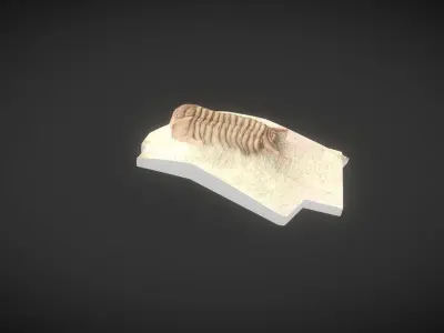 CYRTOMETOPUS CLAVIFRONS FOSSIL TRILOBYTE 3D model