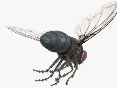 Housefly Insect with Fur 3D model