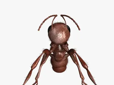 Carpenter Ant 3D model