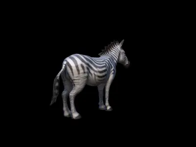  3d Mode The Zebra Is A Stunning Herbivore 3D model