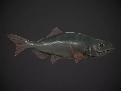Freshwater Fish Low-poly 3D model