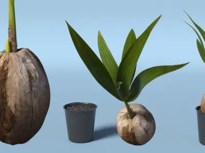 Potted Coconut Palm Seedling Plant with Pot Fur 3D model