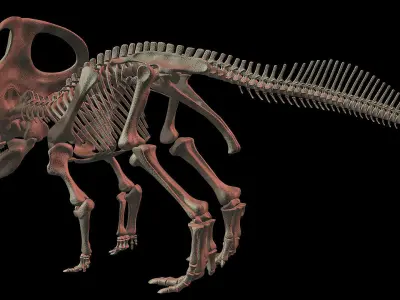 Protoceratops skeleton 3D model