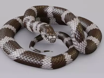 Animated California Kingsnake Free 3D model