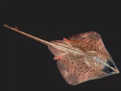 Clearnoseskate Low-poly 3D model