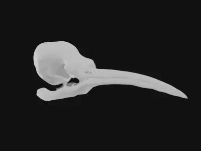 Hummingbird skull 3D model
