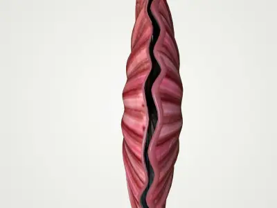 Sea Shell Scallop Pecten shell 4K 3D model