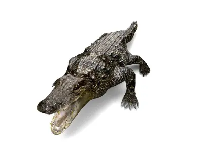 Crocodile 3D Model low poly alligator Low-poly 3D model