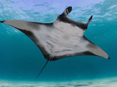 Manta Ray 8K- 3d animated 3D model