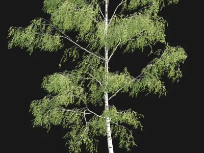 Birch forest part 09 3D model