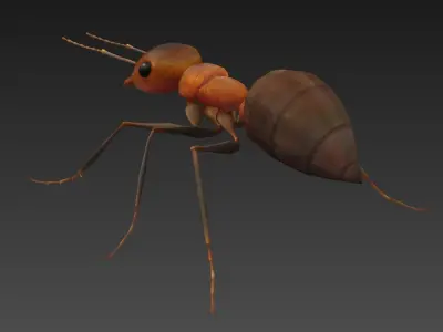 ant 3d Low-poly 3D model