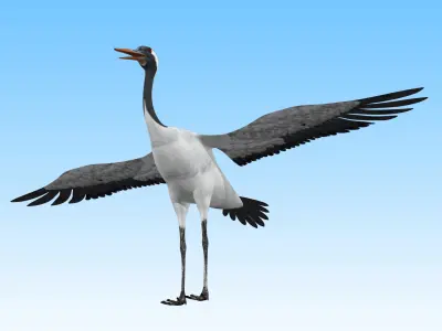 Red crowned Crane Bird Low-poly 3D model