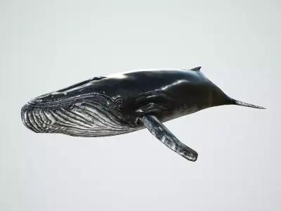Humpback Whale Low-Poly PBR Low-poly 3D model