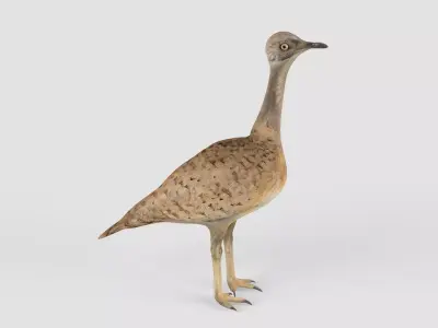 Houbara bird 3D model