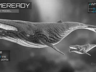 Whale and Whale Calf - Underwater Creature Animated Monster - 23 Low-poly 3D model