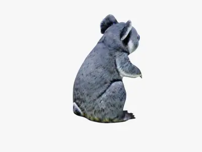 Koala Free 3D model purchase