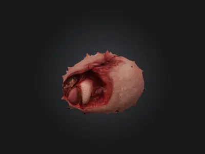 Infected Spleen Low-poly 3D model